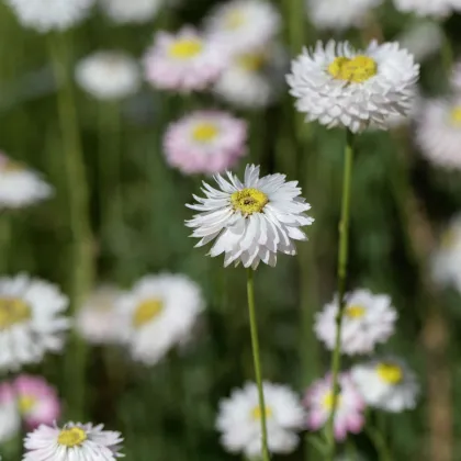 Smilek bílý -  Helipterum roseum - semena smilku - 0,5 g