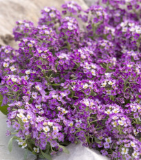 Tařicovka Aphrodite Purple - Lobularia maritima - semena tařicovky - 50 ks