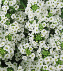 Tařicovka Easter Bonnet White - Lobularia maritima - semena tařicovky - 50 ks