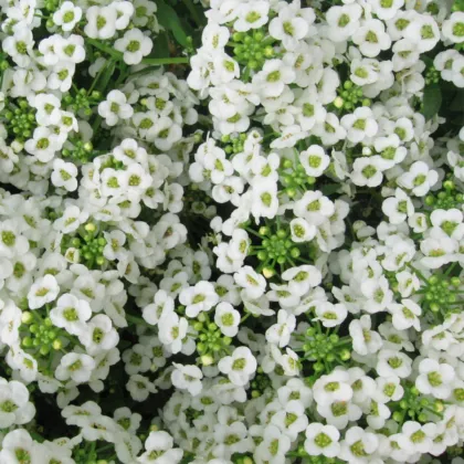 Tařicovka Easter Bonnet White - Lobularia maritima - semena tařicovky - 50 ks