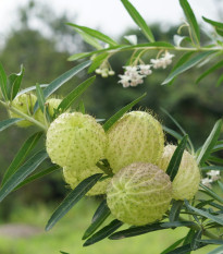Ostnoplod Lví koule - Gomphocarpus physocarpus - semena ostnoplodu - 30 ks