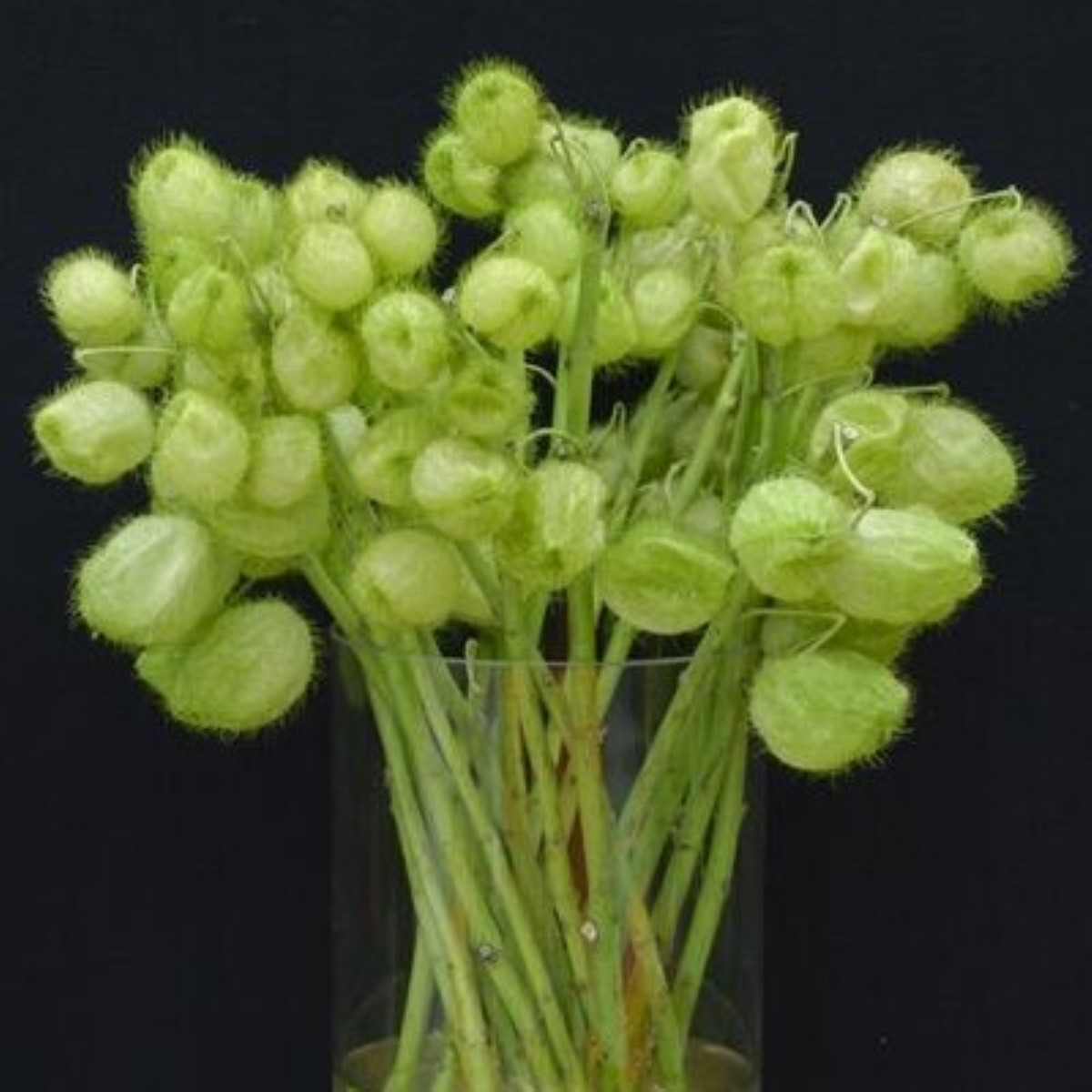 Ostnoplod Lví koule - Gomphocarpus physocarpus - semena ostnoplodu - 30 ks