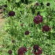 Hlaváč tmavonachový Black Knight - Scabiosa atropurpurea - semena hlaváče - 30 ks