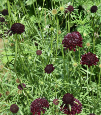 Hlaváč tmavonachový Black Knight - Scabiosa atropurpurea - semena hlaváče - 30 ks