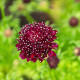 Hlaváč tmavočervený Fire King - Scabiosa atropurpurea - semena hlaváče - 30 ks