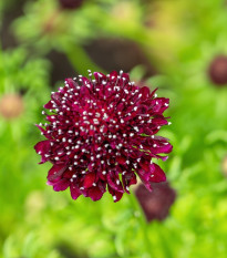 Hlaváč tmavočervený Fire King - Scabiosa atropurpurea - semena hlaváče - 30 ks