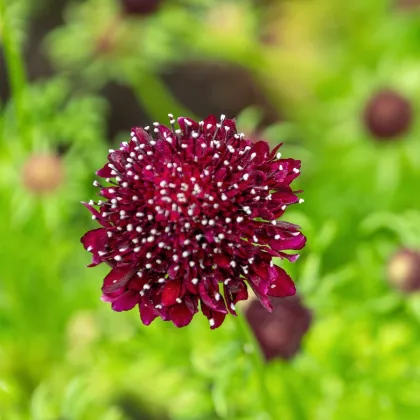 Hlaváč tmavočervený Fire King - Scabiosa atropurpurea - semena hlaváče - 30 ks