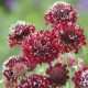 Hlaváč tmavočervený Fire King - Scabiosa atropurpurea - semena hlaváče - 30 ks