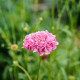 Hlaváč lososový QIS Salmon - Scabiosa atropurpurea - semena hlaváče - 30 ks