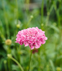 Hlaváč lososový QIS Salmon - Scabiosa atropurpurea - semena hlaváče - 30 ks