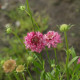 Hlaváč lososový QIS Salmon - Scabiosa atropurpurea - semena hlaváče - 30 ks