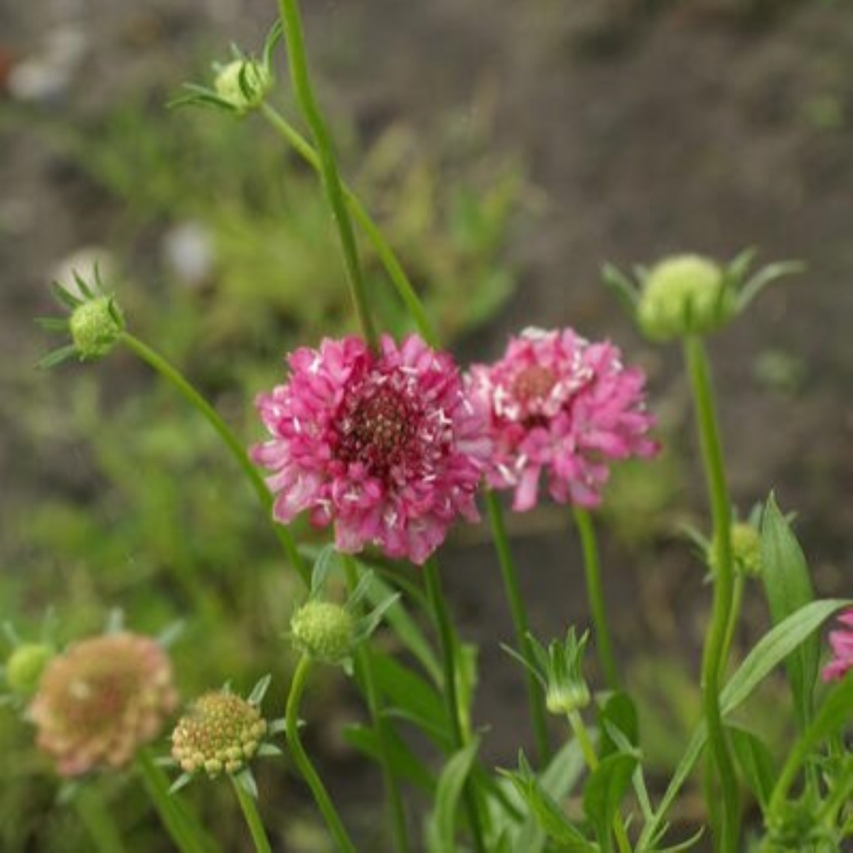 Hlaváč lososový QIS Salmon - Scabiosa atropurpurea - semena hlaváče - 30 ks