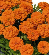 Aksamitník rozkladitý Super Hero Deep Orange - Tagetes patula - semena aksamitníku - 30 ks