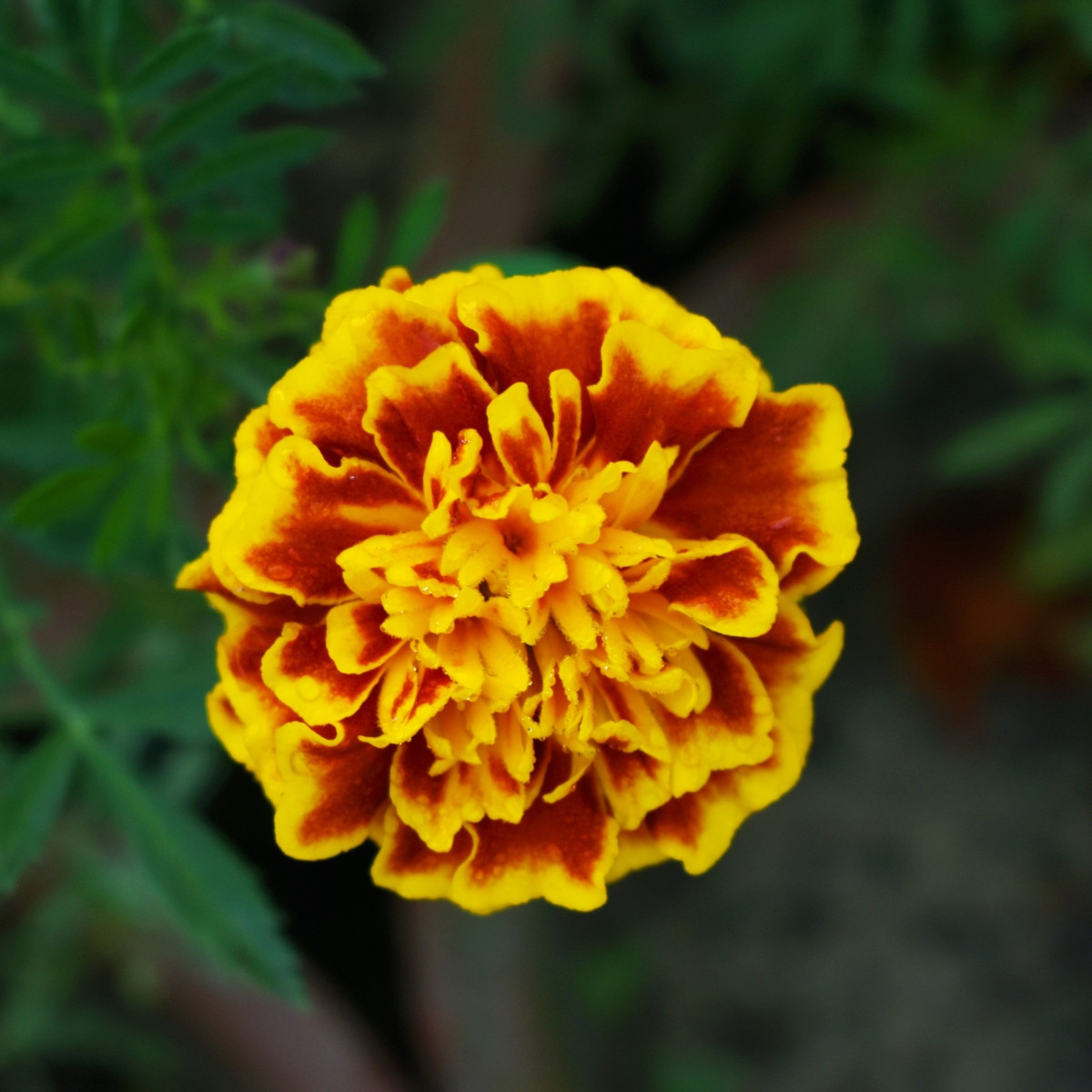 Aksamitník rozkladitý Hot Pak Fire - Tagetes patula - semena aksamitníku - 30 ks