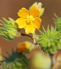 Mračňák Theophrastův - Abutilon theophrasti - semena mračňáku - 40 ks