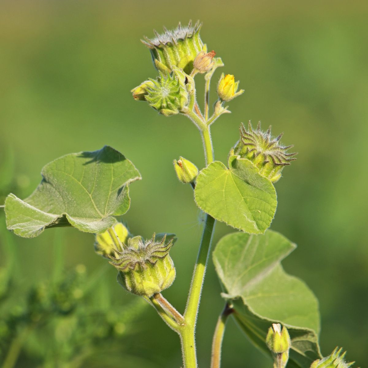 Mračňák Theophrastův - Abutilon theophrasti - semena mračňáku - 40 ks