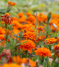 Aksamitník rozkladitý Hot Pak Orange - Tagetes patula - semena aksamitníku - 30 ks