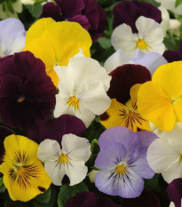 Maceška převislá Cool Wave směs barev F1 - Viola x wittrockiana - semena macešky - 10 ks