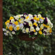 Maceška převislá Cool Wave směs barev F1 - Viola x wittrockiana - semena macešky - 10 ks
