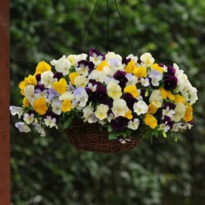 Maceška převislá Cool Wave směs barev F1 - Viola x wittrockiana - semena macešky - 10 ks