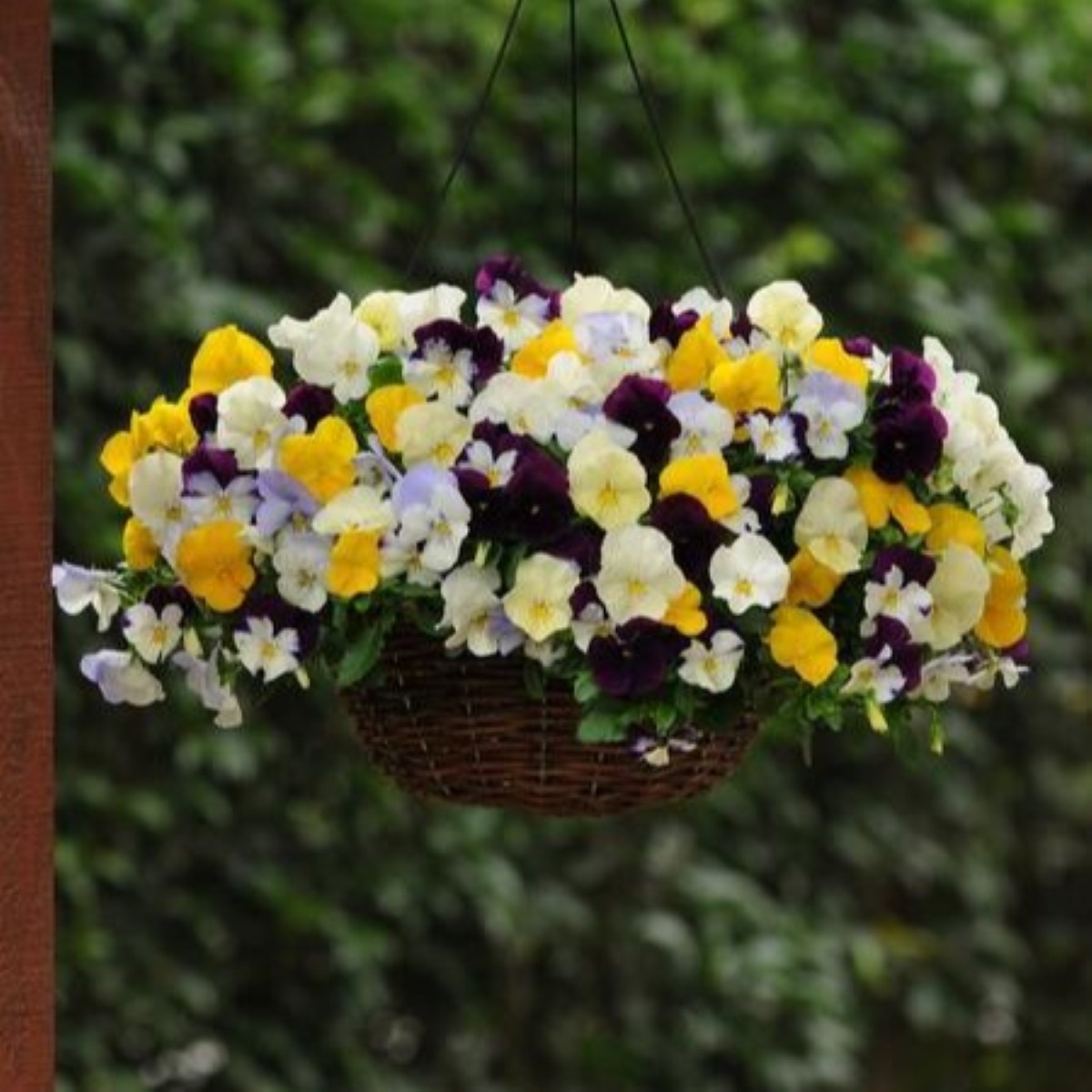 Maceška převislá Cool Wave směs barev F1 - Viola x wittrockiana - semena macešky - 10 ks