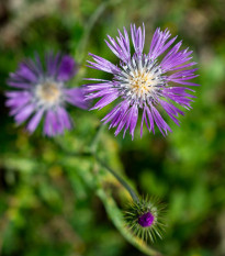 Ambrózie ostnitá Desert Star - Amberboa muricata - semena ambrózie - 50 ks