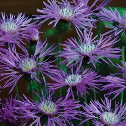 Ambrózie ostnitá Desert Star - Amberboa muricata - semena ambrózie - 50 ks