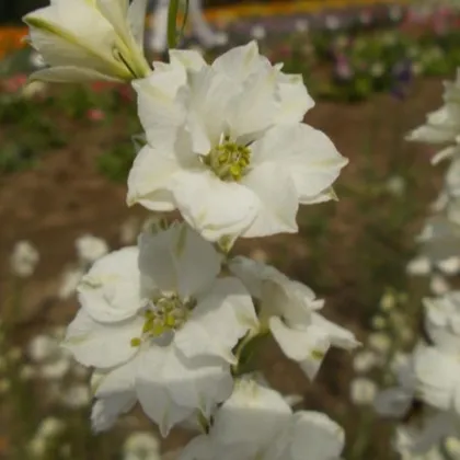 Ostrožka rolní bílá - Consolida regalis - semena ostrožky - 100 ks