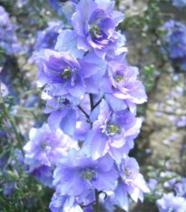 Ostrožka rolní fialová - Consolida regalis - semena ostrožky - 100 ks