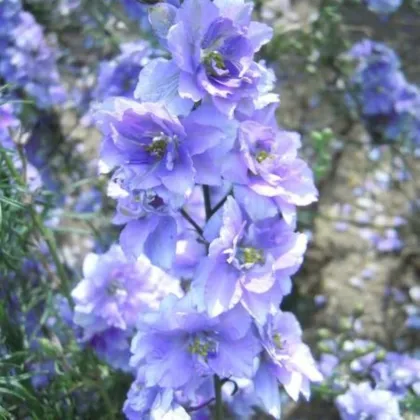 Ostrožka rolní fialová - Consolida regalis - semena ostrožky - 100 ks