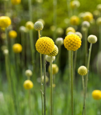 Kraspédie kulovitá Trommelstock - Craspedia globosa - semena kraspédie - 170 ks