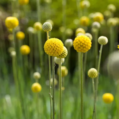 Kraspédie kulovitá Trommelstock - Craspedia globosa - semena kraspédie - 170 ks