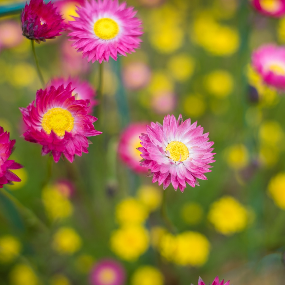 Smilek růžový -  Helipterum roseum - semena smilku - 0,5 g