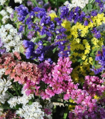 Limonka chobotnatá QIS směs barev - Limonium sinuatum - semena limonky - 50 ks