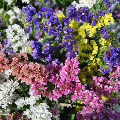 Limonka chobotnatá QIS směs barev - Limonium sinuatum - semena limonky - 50 ks