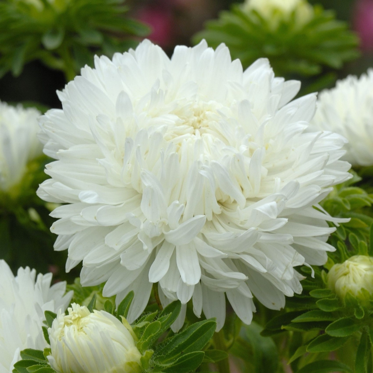 Astra King Size White - Callistephus chinensis - semena astry - 50 ks