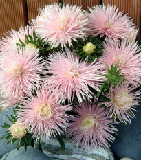 Astra čínská Starlight Light Pink - Callistephus chinensis - semena astry - 50 ks