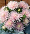 Astra čínská Starlight Light Pink - Callistephus chinensis - semena astry - 50 ks