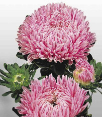 Astra čínská Matador Salmon Pink - Callistephus chinensis - semena astry - 50 ks