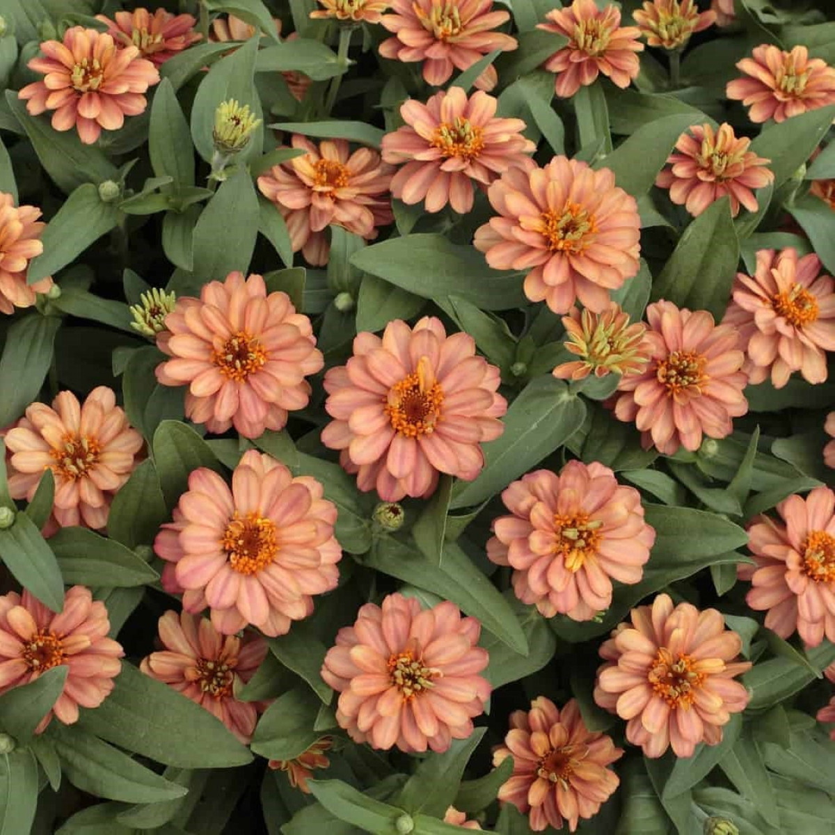 Ostálka elegantní plnokvětá růžová Profusion Double Deep Salmon - Zinnia elegans - semena ostálky - 15 ks