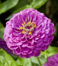 Ostálka jiřinkokvětá Purple Prince - Zinnia elegans - semena ostálky - 50 ks