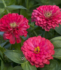 Ostálka jiřinkokvětá Illumination - Zinnia elegans - semena ostálky - 50 ks