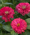 Ostálka jiřinkokvětá Illumination - Zinnia elegans - semena ostálky - 50 ks