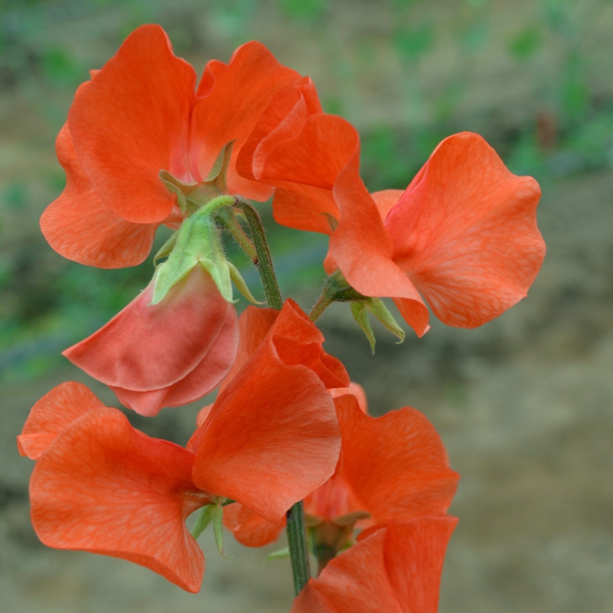 Hrachor Spring Sunshine Orange - Lathyrus odoratus - semena hrachoru - 12 ks
