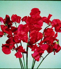 Hrachor Elegance Scarlet - Lathyrus odoratus - semena hrachoru - 20 ks