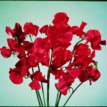 Hrachor Elegance Scarlet - Lathyrus odoratus - semena hrachoru - 20 ks