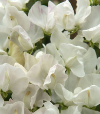 Hrachor Spencer Royal Wedding - Lathyrus odoratus - semena hrachoru - 20 ks