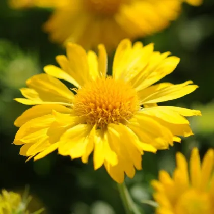 Kokarda velkokvětá Mesa Yellow - Gaillardia grandiflora - semena kokardy - 10 ks