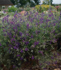 Stračka Blue Cloud - Delphinium consolida - semena stračky - 50 ks