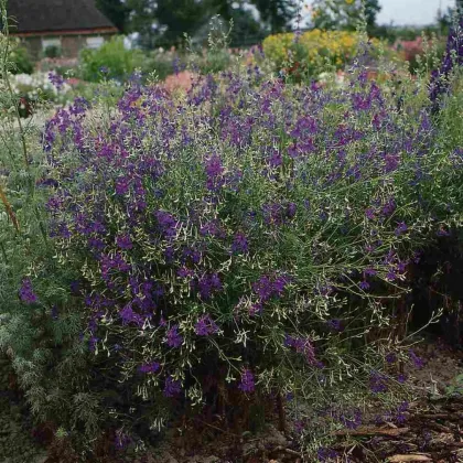 Stračka Blue Cloud - Delphinium consolida - semena stračky - 50 ks